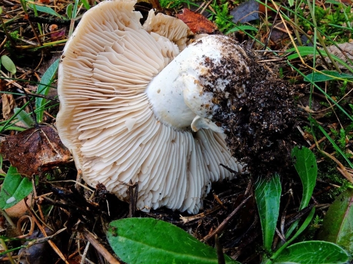 Подгруздок чёрный russula adusta