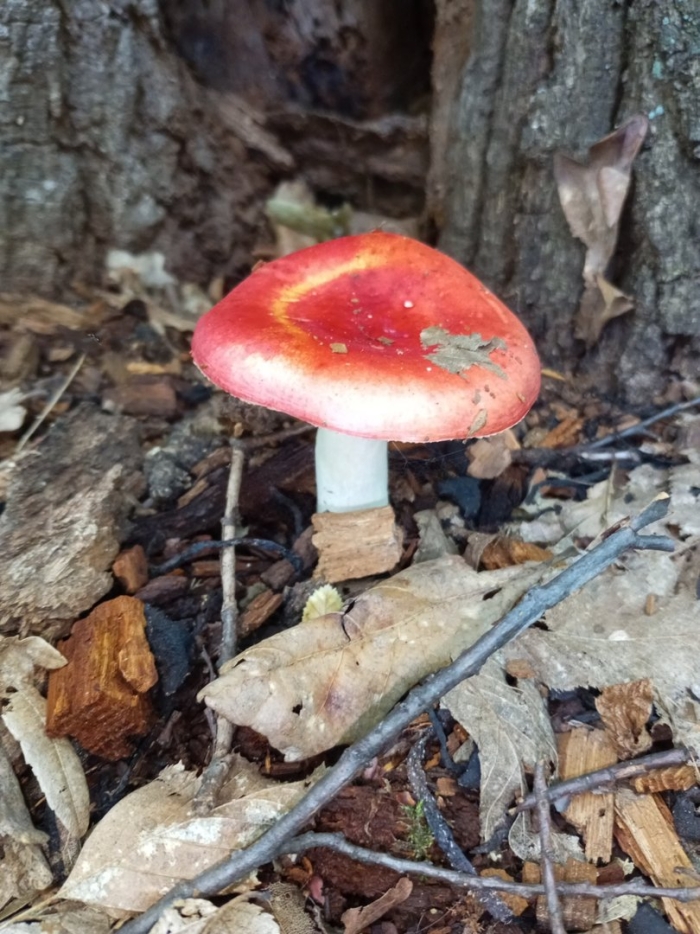 Сыроежка жгучеедкая