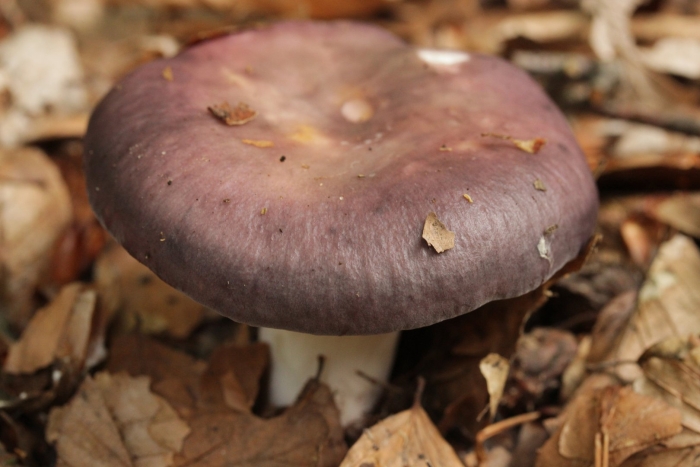 Сыроежка фиолетовая съедобная