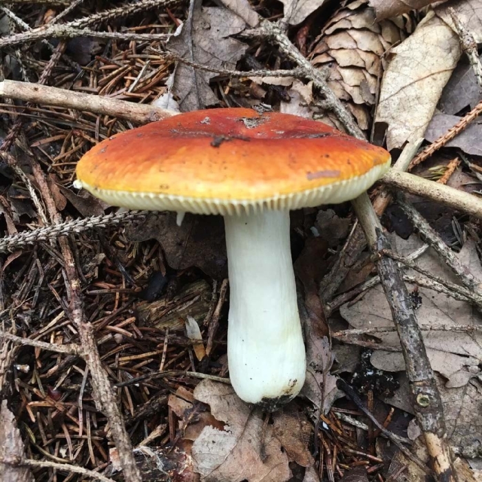 Сыроежка золотистая