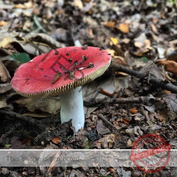 Сыроежка грибы