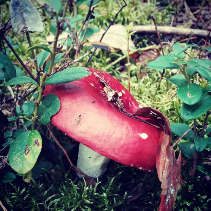 Сыроежка болотная