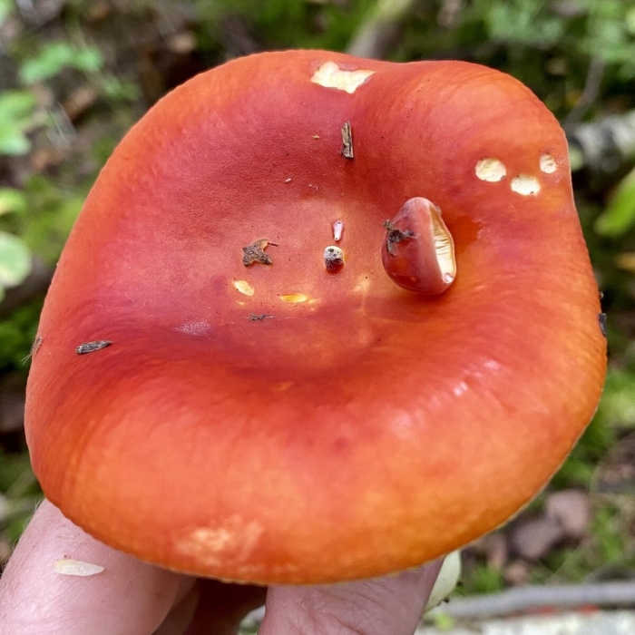 Сыроежка золотистая