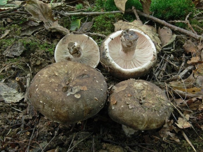 Подгруздок чёрный russula adusta