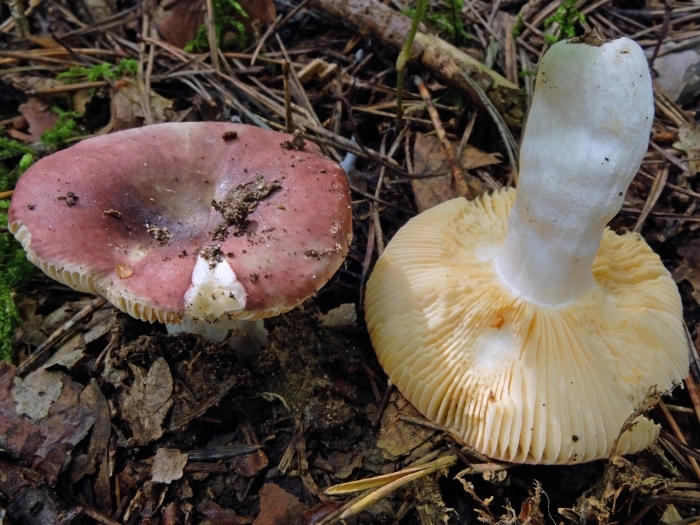 Russula cessans