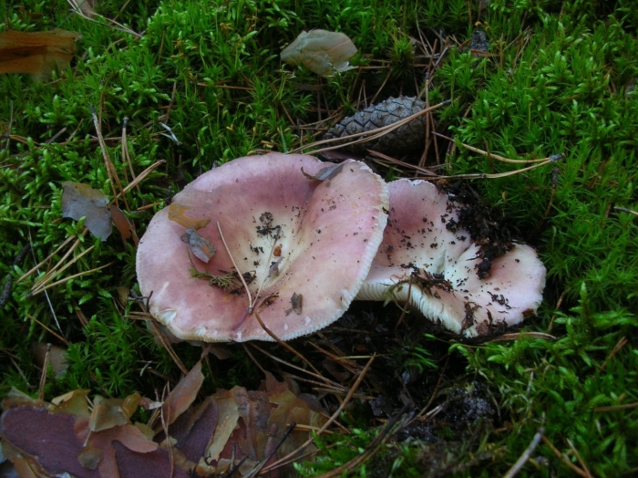 Сыроежка розовая russula rosea