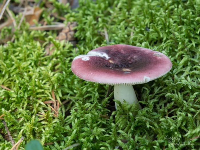 Сыроежка фиолетовая