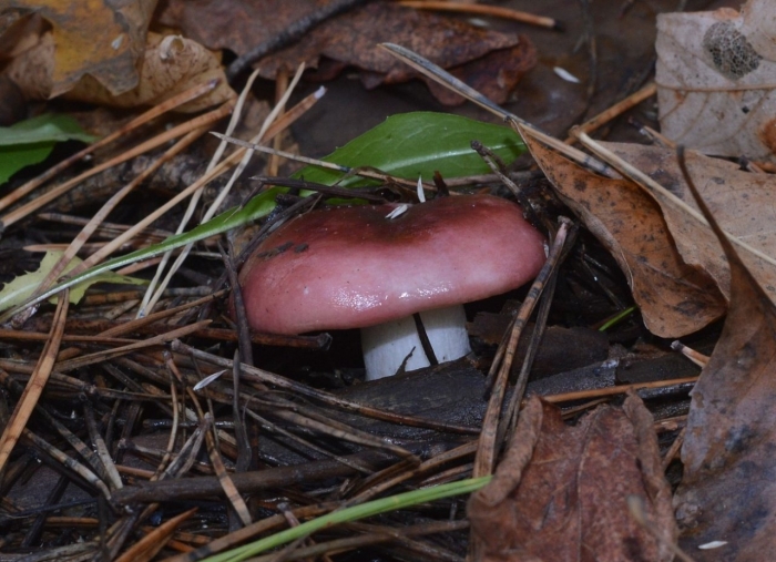 Сыроежка розовая russula rosea