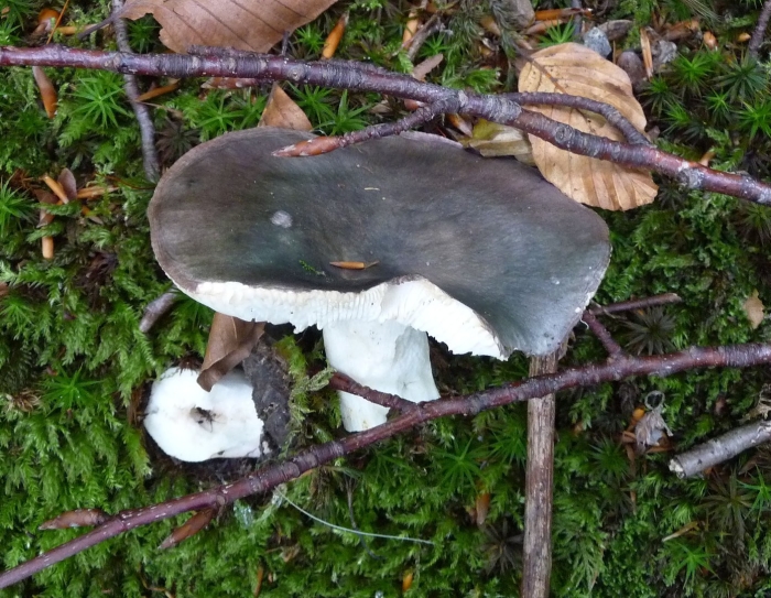 Boletopsis leucomelaena