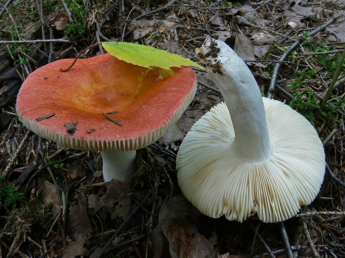 Russula velenovskyi