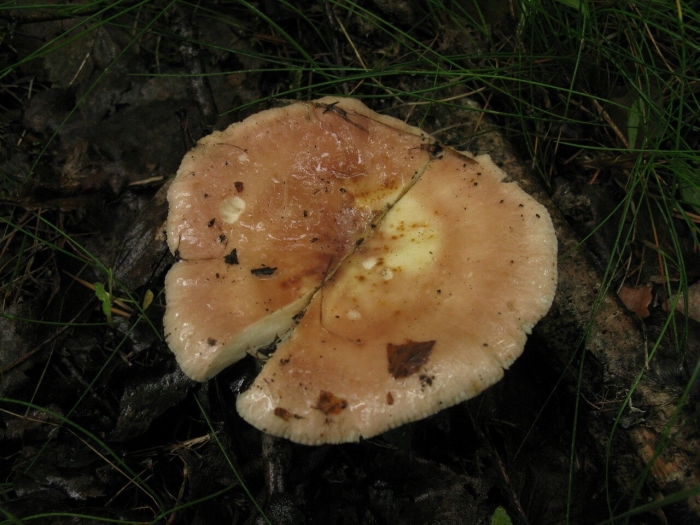 Сыроежки говорушки рядовки