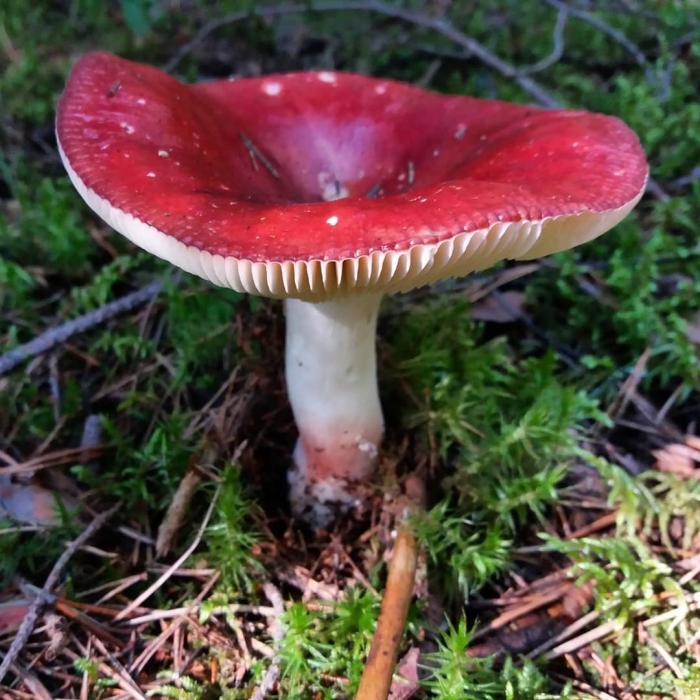 Красная сыроежка