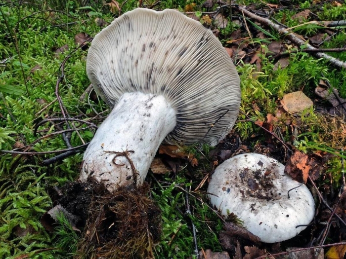 Подгруздок бело-чёрный russula albonigra