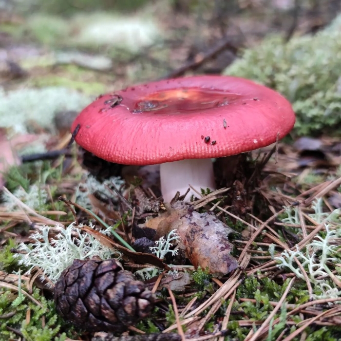 Сыроежка сардониксовая