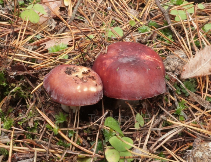 Сыроежка буреющая russula xerampelina
