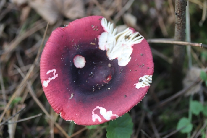 Russula sardonia