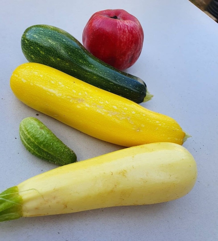 Кабачки желтые
