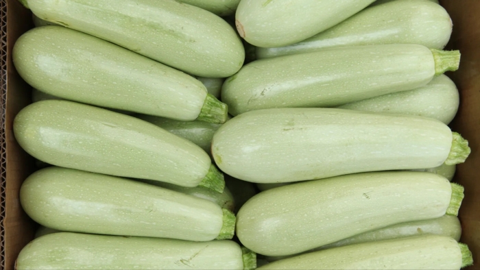 Кабачок белогор f1