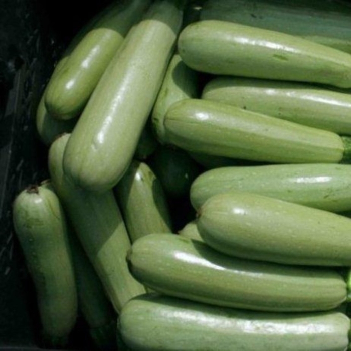 Кабачок ардендо f1