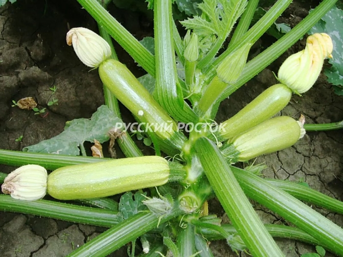 Кабачок ардендо 174 f1