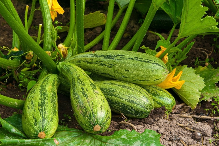 Кабачок цуккини куанд