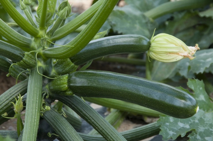 Кабачок супремо