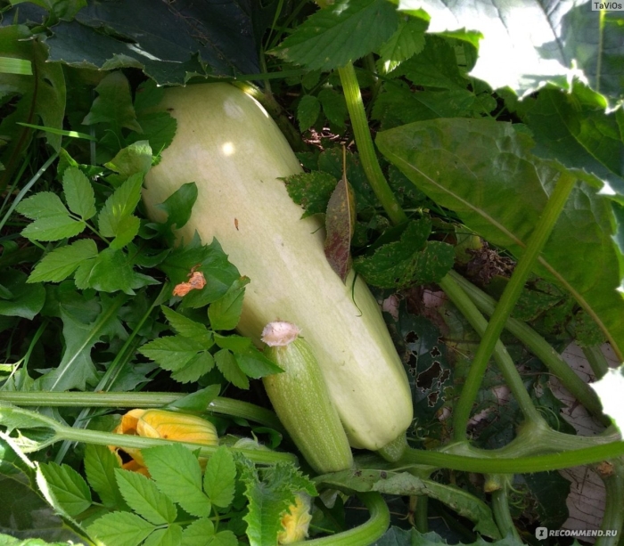 Кабачок тристан