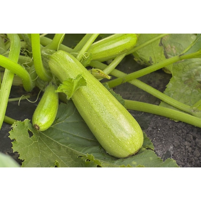 Кабачок марселла f1