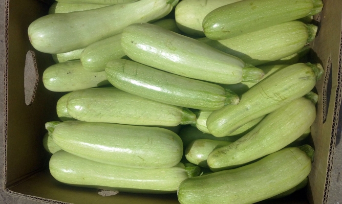 Кабачок резиновый