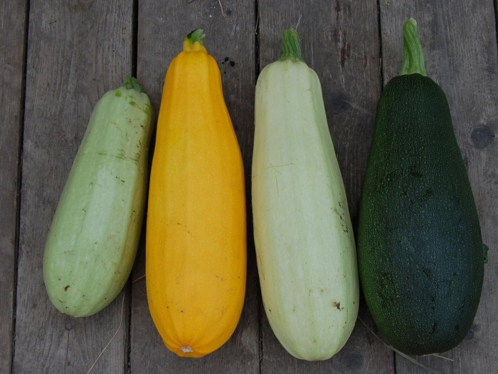 Кабачки и цукини