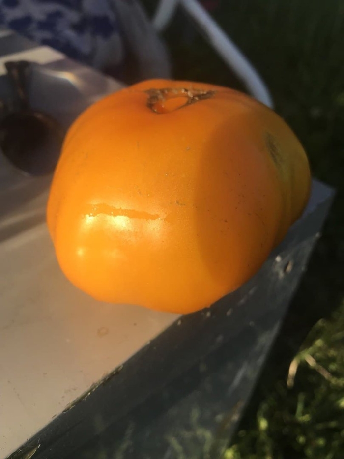 Томат медовый гигант