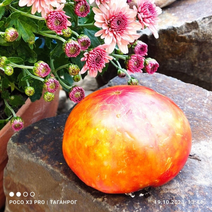 Томат ананасное бычье сердце