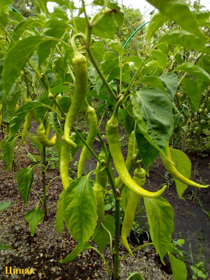 Цицак перец