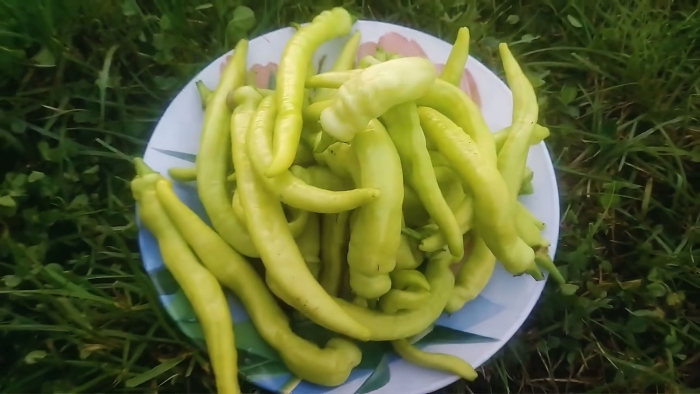 Перец цицак