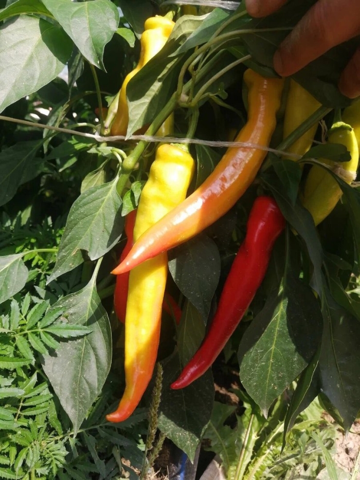 Полуострый перец цицак