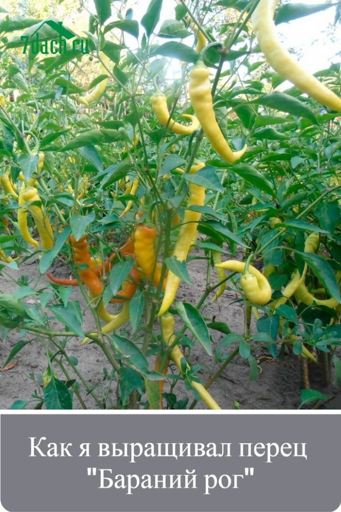 Перец острый бараний рог