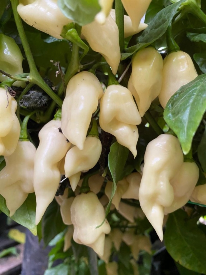 Перец scorpion trinidad