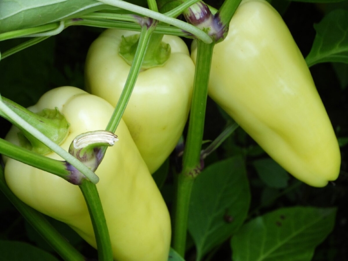 Перец на грядке