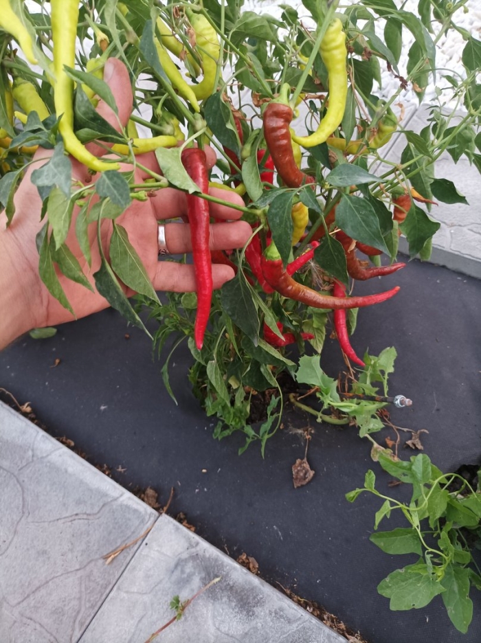 Перец острый красный