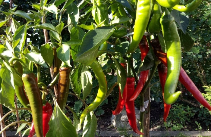 Перец острый чили