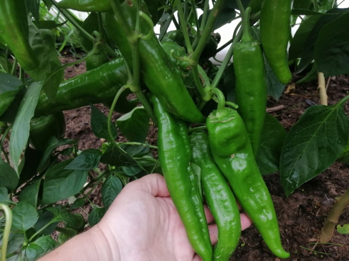 Пикантный перец