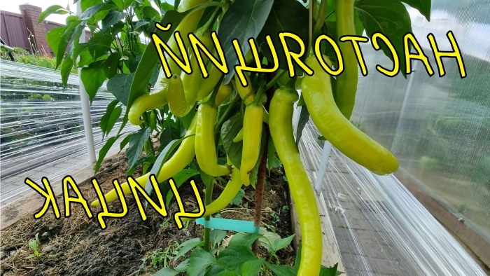 Острый перец сорта