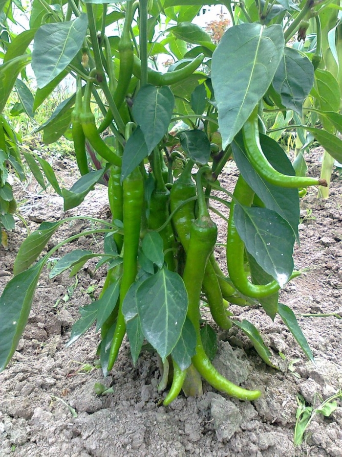 Острый перец армянский сорт