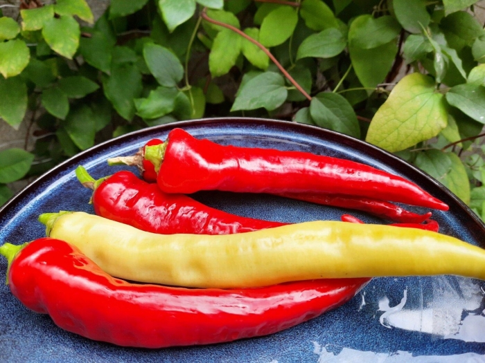Острый красный перец