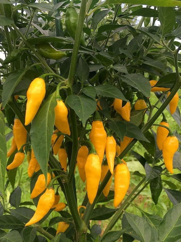 Aji mochero