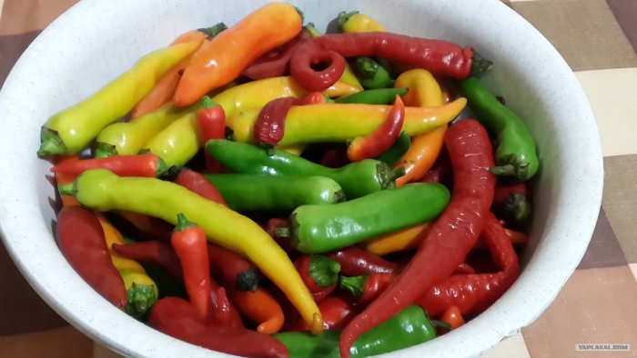 Перец горький маринованный на зиму по-грузински
