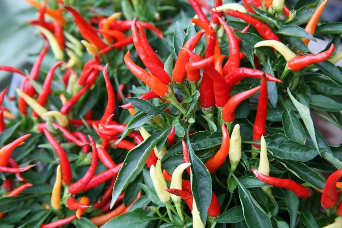 Перца capsicum annuum