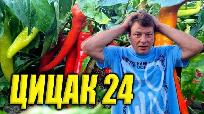 Перец цицак