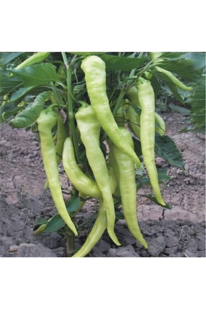 Перец чарльстон ялова