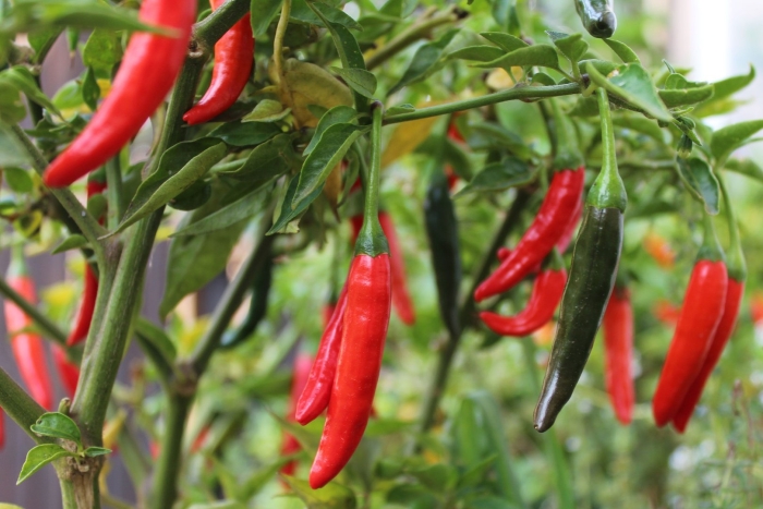 Цицак куст перца